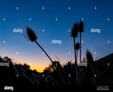 Silhouette silhouettes silhouette hi-res stock photography and images ...