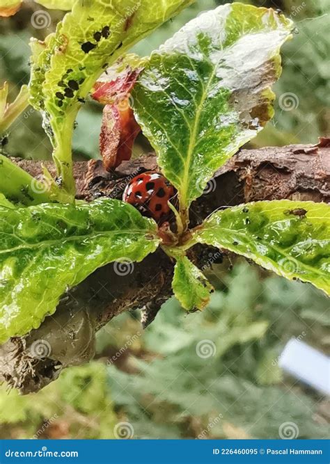 Close Up of a Ladybug on a Cherry Leaf with Aphids Stock Image - Image