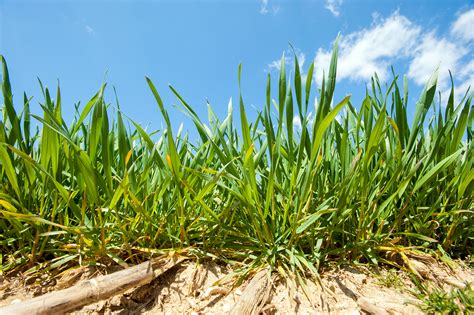 Cover Crop Selection For Vegetable Growers Umn Extension