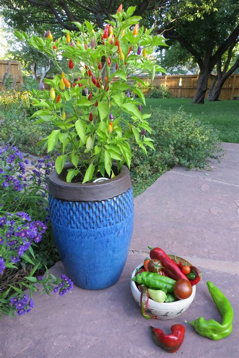 Growing Peppers in Containers – Sandia Seed Company