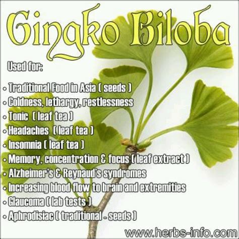 Benefits Of Gingko Biloba Health And Food Pinterest Benefits Of