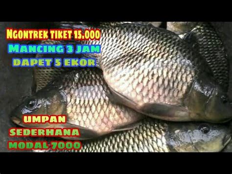 Umpan Ikan Mas Wayang Jitu Mancing Harian Kilo Gebrus Ngontrek Youtube