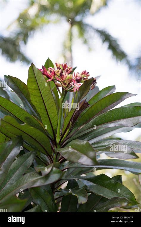 Cerbera x manghas - enchanted incense Stock Photo - Alamy