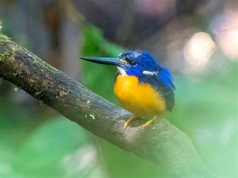 10 Wild Animals In Solomon Islands Wildlife In Solomon Islands
