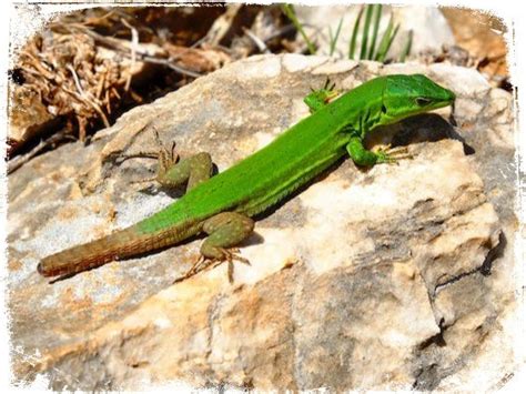 Sonhar com Lagarto: Qual é o REAL significado desse sonho?