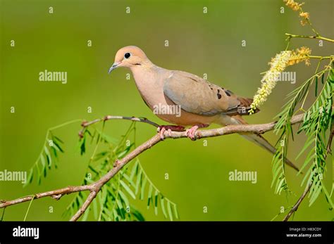 Mourning Dove Zenaida Macroura Texas Stock Photo Alamy