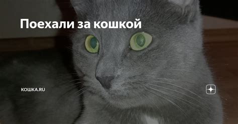 Поехали за кошкой | Кошка.ru | Дзен