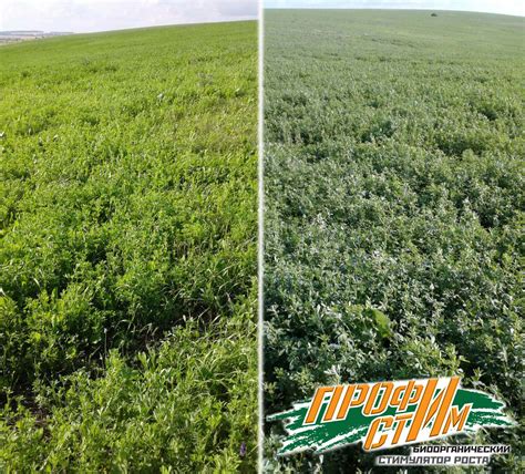 Жидкое органическое удобрение ПрофиСтим - мощный биостимулятор роста ...