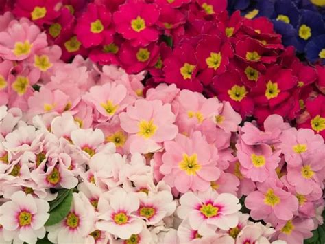 Примула: уход в домашних условиях, пересадка, размножение и виды