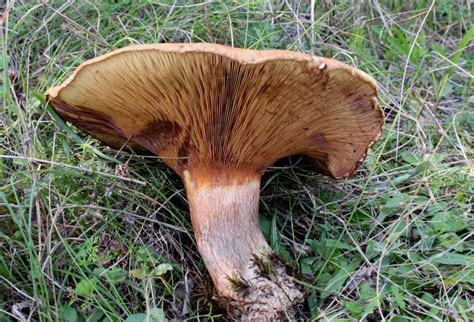 Свинушка тонкая картинки (48 фото)