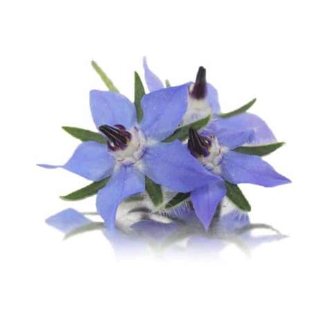 Buy Edible Flowers Online Nurtured In Norfolk