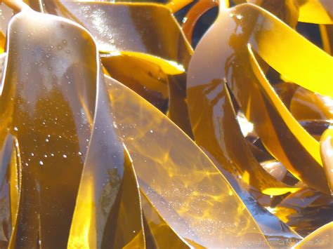 Seatown Sunlit Kelp 3a – Jessica's Nature Blog