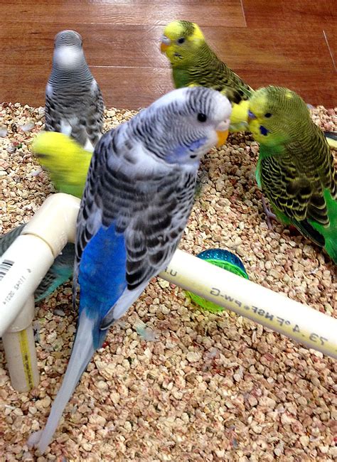 Free picture: budgie parakeets, melopsittacus undulates, common parakeet