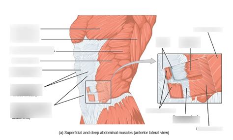 Abdominal Muscles Diagram Quizlet