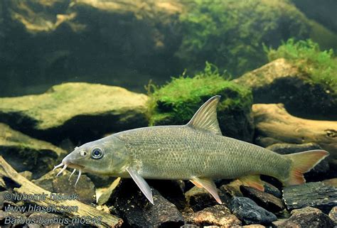 Barbus barbus Common Barbel Parma obecná Barbe Barbeau commun ...
