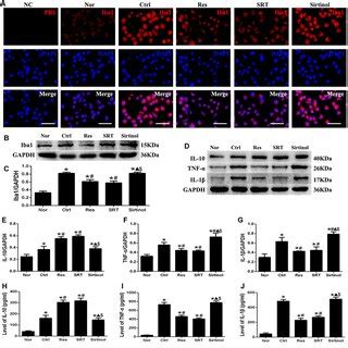 Effects Of Sirt On Microglial Activation And Inflammation Following