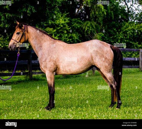 Tennessee Walking Horse Roan Buckskin Filly Stock Photo - Alamy