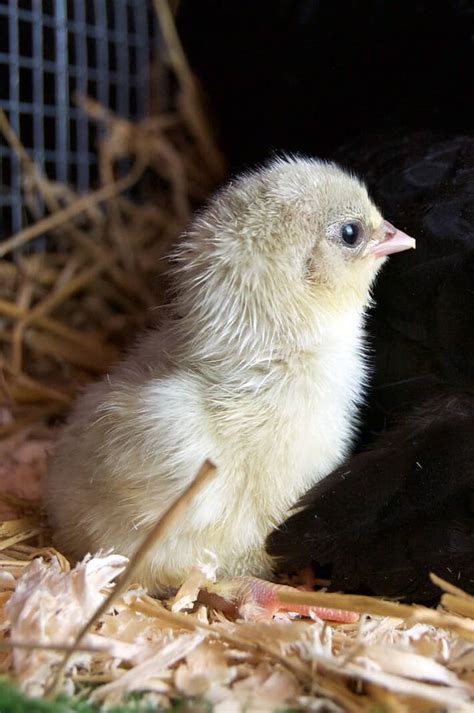 How To Sex A Chicken The Art Of Doing Stuff