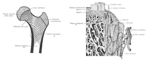 Midollo Osseo