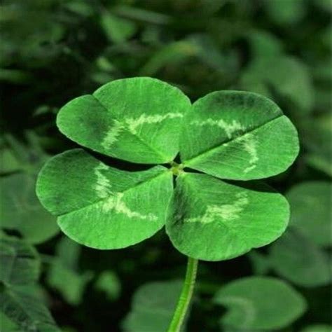 2018 Four Leaf Clover Seeds Grow Your Own Luck 4 Leaf Seed From