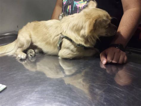 انواع بیماری پانکراتیت در سگ ها | بیمارستان دامپزشکی درین