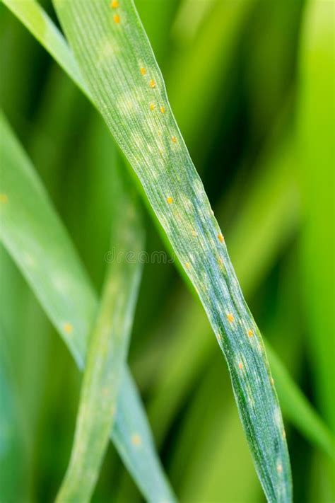 Natural Wheat Leaf Rust Disease Of Puccinia Triticina Stock Photo