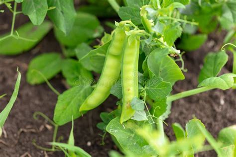 Bean Pod on a Bush in the Garden Stock Image - Image of closeup, ripe: 139197971