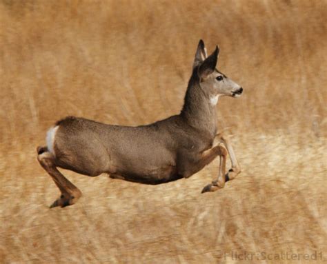 Stotting Mule Deer | Flickr - Photo Sharing!