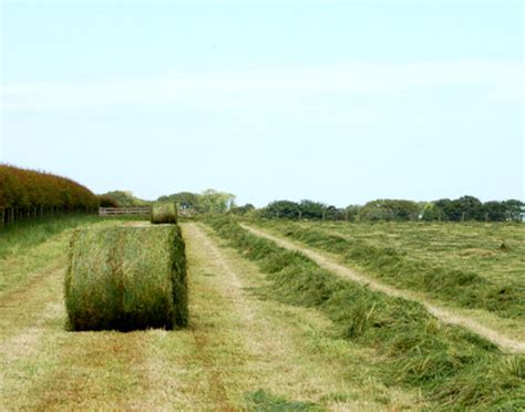 silage roys farm
