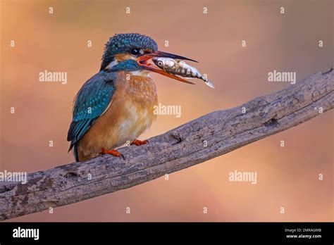 Common Kingfisher Alcedo Atthis Female On Perching Branch With