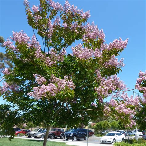 Lagerstroemia indica x fauriei 'Lipan' ~ Lipan Crape Myrtle – King's