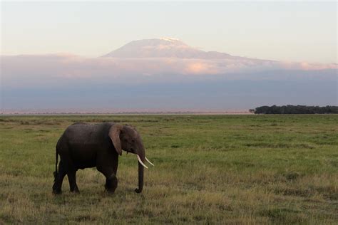 3 Days Kilimanjaro View & Elephants, Amboseli Kenya Safari