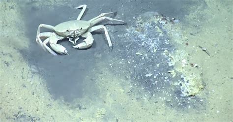 Feasting Crabs - Dive Highlight | Nautilus Live