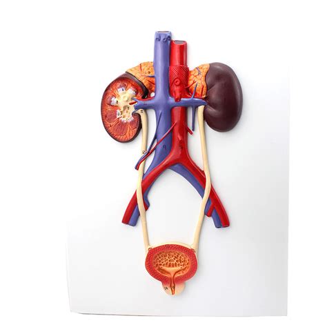Buy Urinary System Model, Ureter, Bladder, Urethra Model, Renal Anatomy
