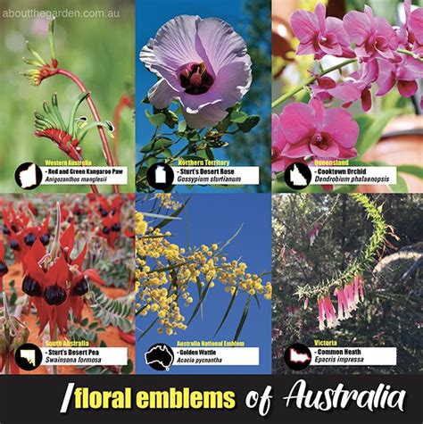 Floral emblems of Australia – About The Garden Magazine