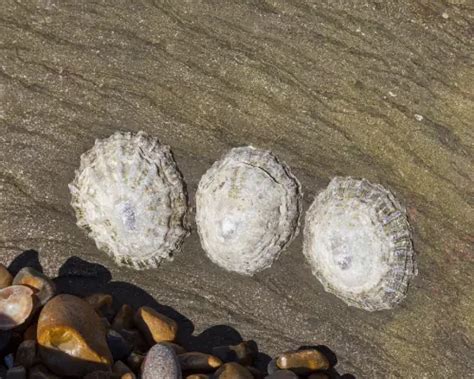 strong teeth slim dental care   teeth grand central