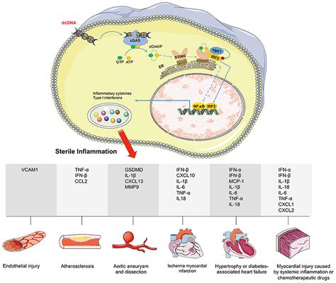 Frontiers Link Between Sterile Inflammation And Cardiovascular