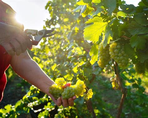 Золотая Балка. Крым | «Золотая Балка» (Крым, Севастопольский р-н ...