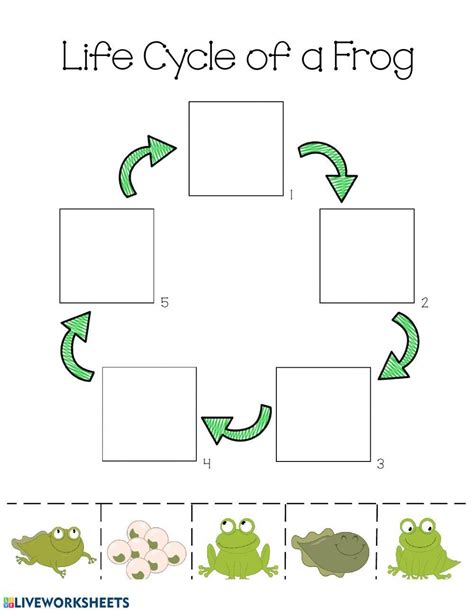 80132 Life Cycle Of A Frog Hogans22 Liveworksheets