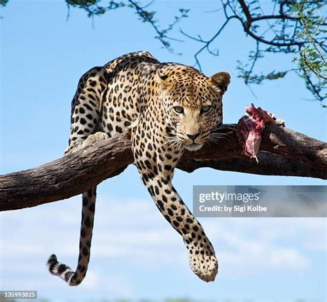 cloud leopard stock  high res pictures  images getty