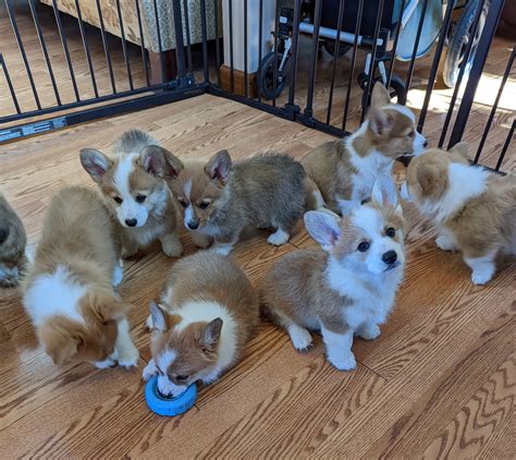 Woofgang Pembroke Welsh Corgis in California | Pembroke Welsh Corgi
