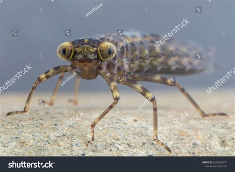 Dragonfly Larvae Over 2454 Royalty Free Licensable Stock Photos