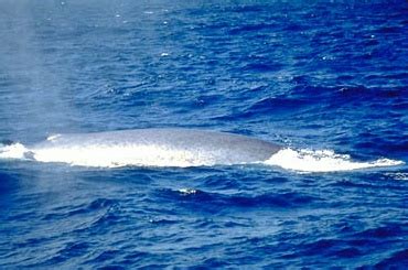 blue whale wikipedia