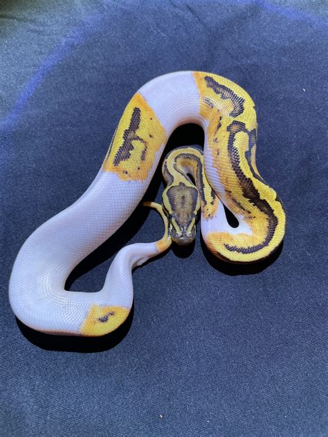 fire pied ball python  maverickpythons morphmarket