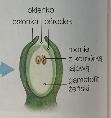 Ro Liny Nasienne Ro Liny Nagozal Kowe Quizlet