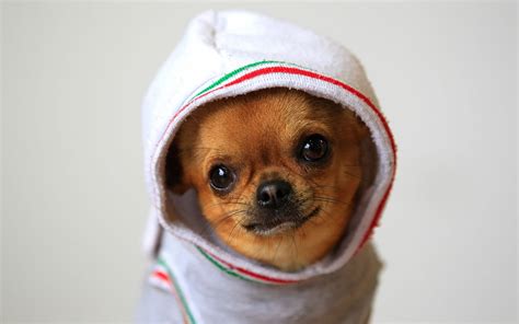 Tan Smooth Chihuahua Wearing White Hoodie Hd Wallpaper Wallpaper Flare