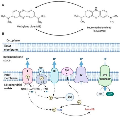 Cells | Free Full-Text | The Potentials of Methylene Blue as an Anti