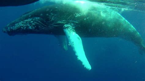 Most Epic Maui Whale Watch Ever Part 1 Youtube
