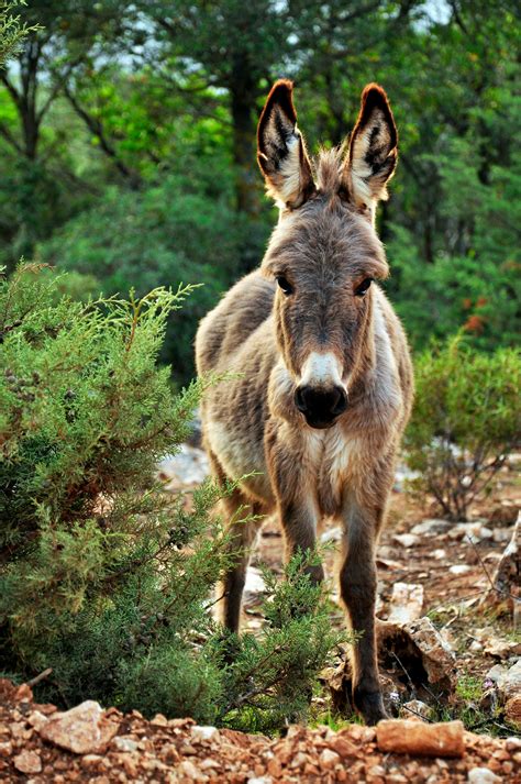 A Complete Guide For Owners On How To Choose The Perfect Donkey Mate For A Lonely Farm Animal 18