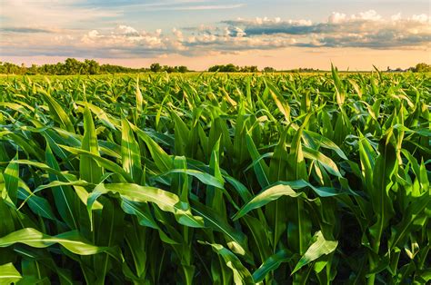 🔥 50 Illinois Farm Wallpapers Wallpapersafari